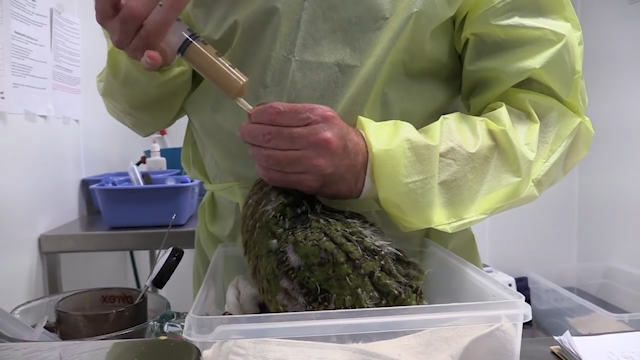A Historic Surgical Breakthrough